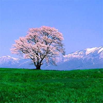 千秋岁·数声鶗鴂